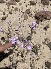 Gilia cana