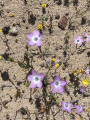 Gilia cana