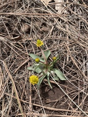 Ranunculus glaberrimus ellipticus