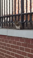 Sciurus carolinensis