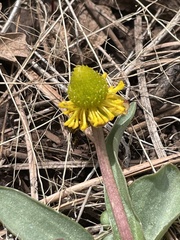 Ranunculus glaberrimus ellipticus