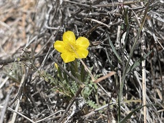 Mentzelia gracilenta
