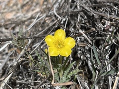 Mentzelia gracilenta