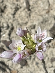 Allium lacunosum