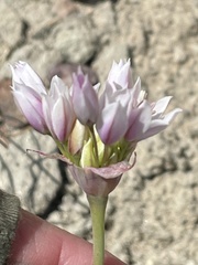 Allium lacunosum