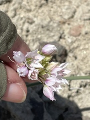 Allium lacunosum