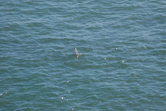 Phoca vitulina