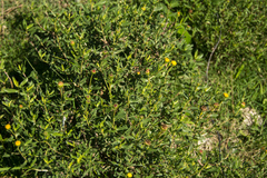 Grindelia pulchella discoidea