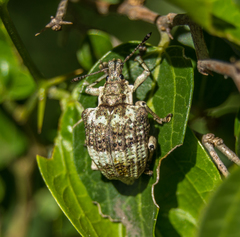 Polyteles guerini