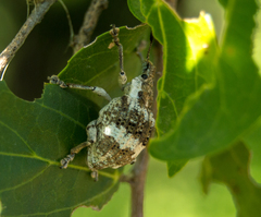 Polyteles guerini