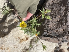 Mentzelia eremophila