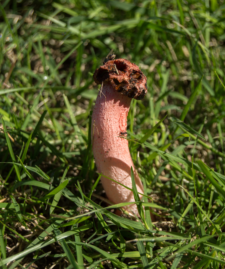 Lysurus sphaerocephalus · April 2022 · photo: © fchieffo (iNaturalist, cc-by)