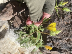 Mentzelia eremophila