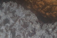 Leucoagaricus gongylophorus