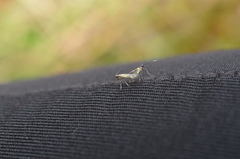 Euspilapteryx auroguttella