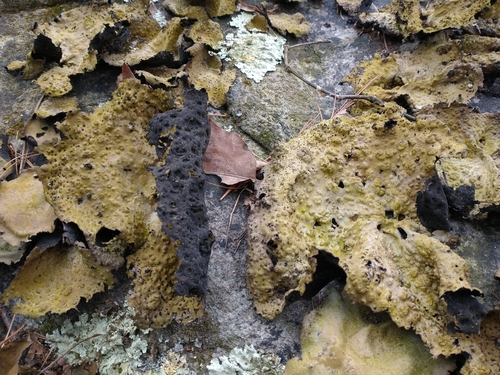 Pennsylvania Toadskin Lichen