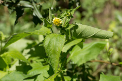 Smallanthus connatus