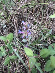 Penstemon nitidus
