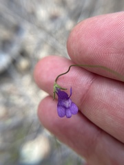 Neogaerrhinum