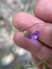 Neogaerrhinum