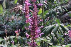 Odontonema callistachyum