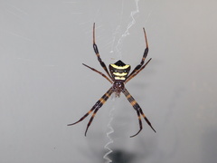Argiope reinwardti