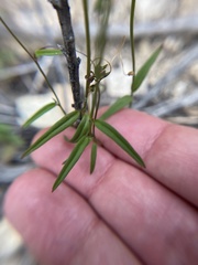 Neogaerrhinum