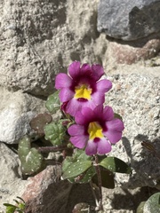 Erythranthe rhodopetra