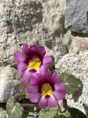 Erythranthe rhodopetra