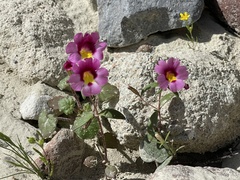 Erythranthe rhodopetra