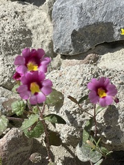 Erythranthe rhodopetra