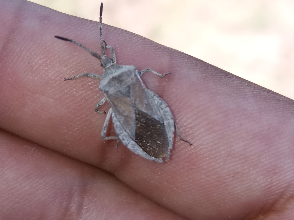 Spartocera bruchii