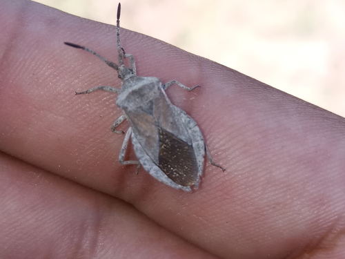 Spartocera bruchii