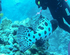 Epinephelus tukula