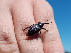 Heilipodus scabripennis