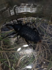 Heilipodus scabripennis