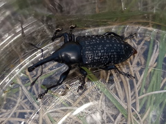 Heilipodus scabripennis