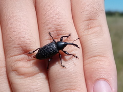 Heilipodus scabripennis