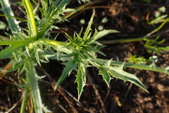Eryngium vaseyi