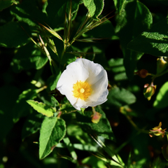Cistus × hybridus