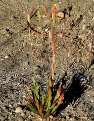Oenothera magellanica