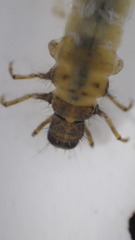 Lepidostoma