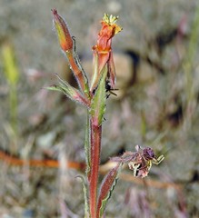 Oenothera magellanica