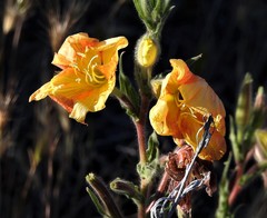 Oenothera magellanica