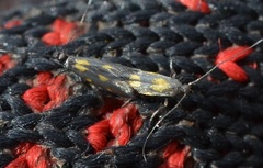 Euspilapteryx auroguttella