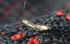 Euspilapteryx auroguttella