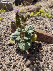Phacelia pachyphylla
