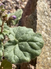 Phacelia pachyphylla