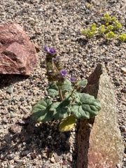 Phacelia pachyphylla