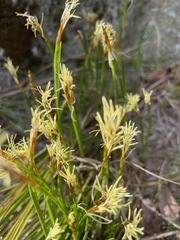 Carex geyeri